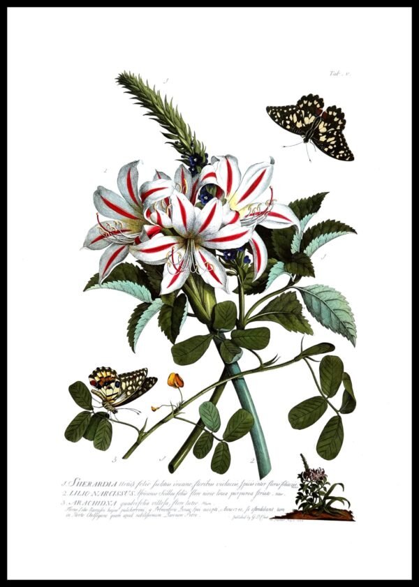 ALP F13030 Ehret Flowers w Butterflies (Antique Prints)